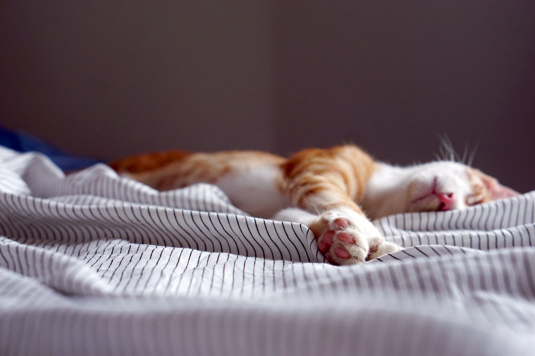 Napping: How to Do It Right